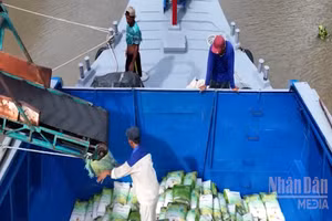 [Video] Xuất khẩu gạo chững lại, giá giảm do áp lực vận tải