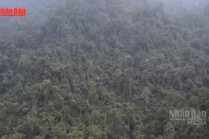 [Video] Việt Nam sắp có hành lang pháp lý riêng cho giao dịch tín chỉ carbon rừng 
