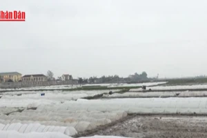 [Video] Chủ động ứng phó mưa lớn và rét đậm 