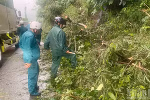 Mưa lớn kèm gió giật mạnh khiến cây rừng trên đèo Bảo Lộc ngã đổ ảnh hưởng đến việc lưu thông tại nhiều vị trí.