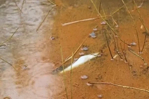 [Video] Khẩn trương khắc phục sự cố tràn dầu tại Dung Quất