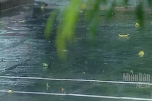 [Video] Không khí lạnh tăng cường, Bắc Bộ có mưa