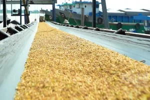 [Video] Gạo chất lượng cao, phát thải thấp – Trụ cột chiến lược năm 2026