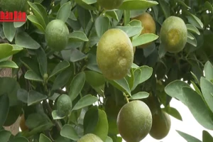 [Video] Nhà vườn quất Ninh Bình vào vụ Tết