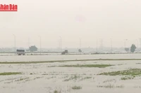 [Video] Khẩn trương khôi phục sản xuất nông nghiệp sau bão lũ