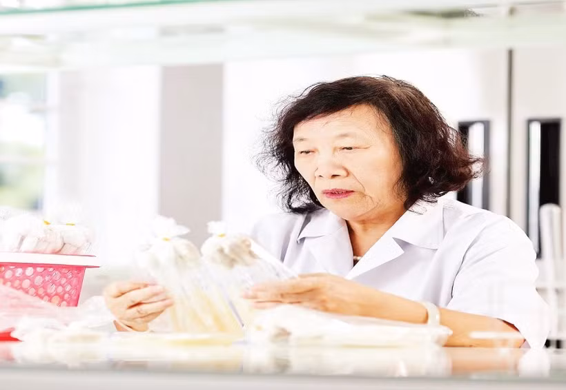 Phó Giáo sư, Tiến sĩ Nguyễn Thị Chính nghiên cứu về các loại nấm ăn, nấm dược liệu.