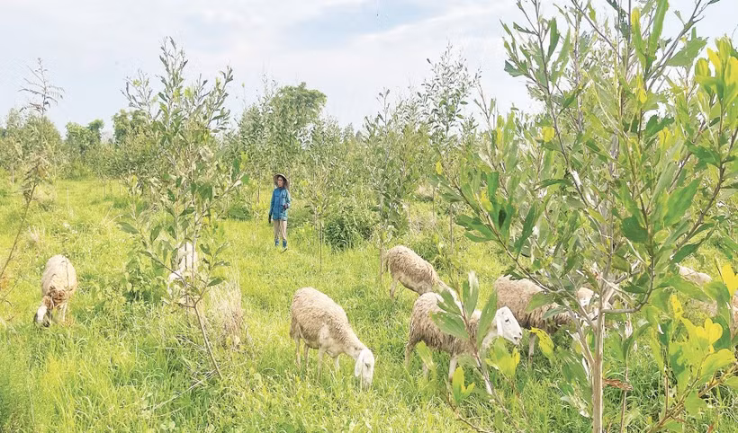 Cừu là gia súc dễ nuôi, thích nghi với điều kiện khí hậu khô nóng.