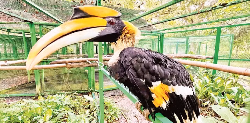 Cá thể chim hồng hoàng được nuôi dưỡng, chăm sóc tại Vườn quốc gia Cát Tiên.