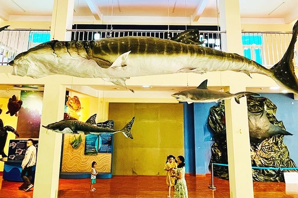 Viện Hải dương học Nha Trang là điểm đến được nhiều du khách lựa chọn.