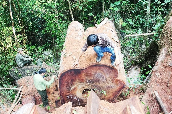 Nhà báo Hoàng Văn Chiên (người ngồi trên thân cây) cùng lực lượng kiểm lâm đo thân cây nghiến lớn vừa bị các đối tượng chặt hạ trái phép tại huyện Sìn Hồ (Lai Châu).
