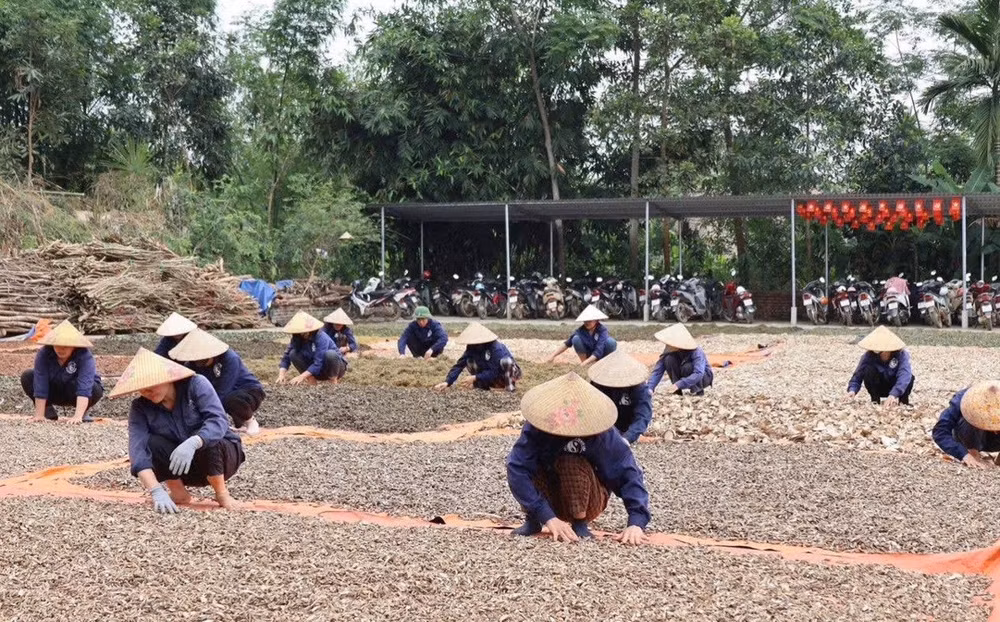 Bà con phơi dược liệu tại Hợp tác xã Sản xuất và Chế biến Dược liệu Nguyễn Thị Thái.