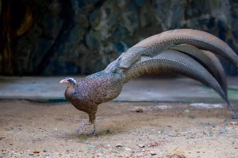Bộ đuôi dài góp phần tạo nên vẻ đẹp độc đáo của trĩ sao. (Ảnh: Thảo Cầm Viên Sài Gòn cung cấp).