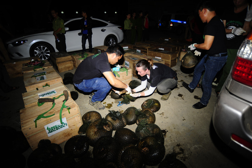 Cứu hộ tê tê: Hướng mở cho bảo tồn chủ động và phát triển bền vững