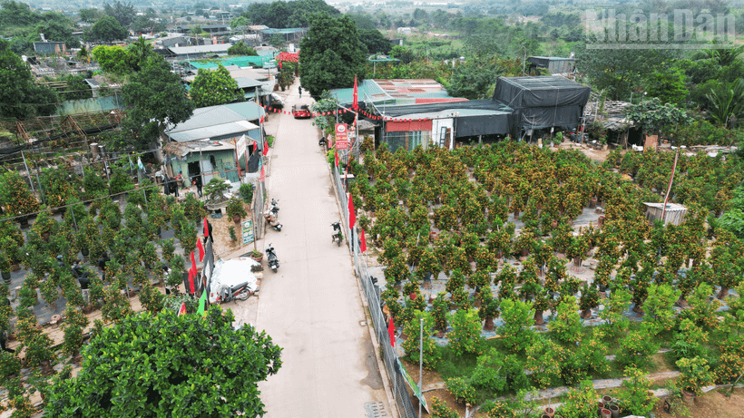 Hà Nội: Đào, quất tại nhà vườn vào vụ Tết vẫn giữ mức giá ổn định