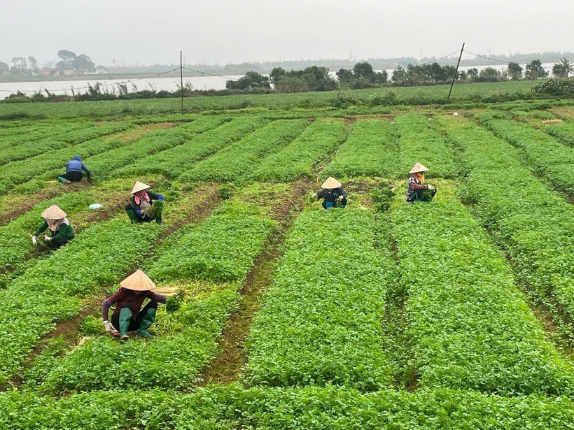 Từ ngày 1/7, chính quyền cấp xã sẽ có thẩm quyền giao, cho thuê đất đối với cá nhân, cộng đồng dân cư; cấp giấy chứng nhận quyền sử dụng đất lần đầu.