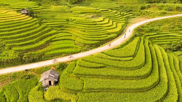 Cung đường Giải đua xe đạp địa hình “Mường Bo X-Rice vút bay trên sóng lúa vàng” uốn lượn qua những thửa ruộng bậc thang tươi đẹp.