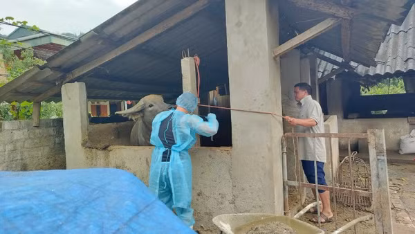 Cơ quan chuyên môn lấy mẫu xét nghiệm dịch lở mồm long móng tại xã Bắc Hà.