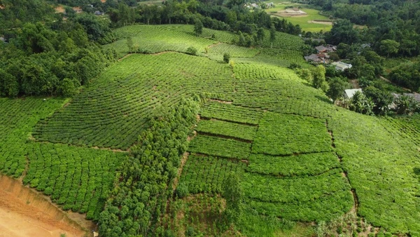 Với diện tích vùng trồng lớn, những năm qua cây chè mang lại thu nhập ổn định cho người dân Lào Cai.