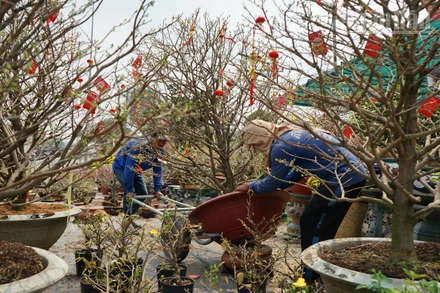 Những chậu hoa mang hơi thở Tết cổ truyền Việt Nam.