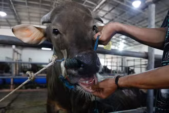 Indonesia chính thức dỡ bỏ hạn ngạch nhập khẩu gia súc sống. (Ảnh: Reuters)