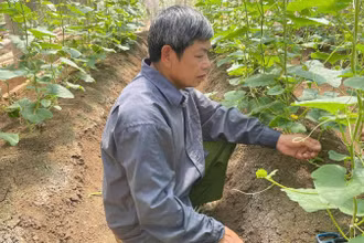 Mô hình ứng dụng IPHM vào canh tác dưa vàng tại bản Bó, phường Chiềng An, thành phố Sơn La (tỉnh Sơn La).