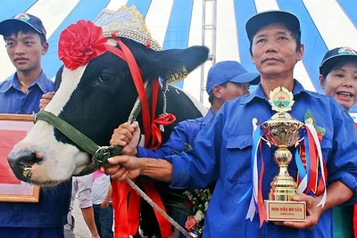 Gia đình có bò đạt giải Hoa hậu bò sữa năm 2014.
