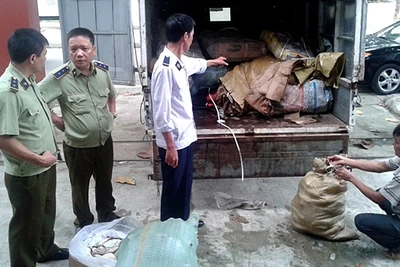 Đội QLTT số 1 bắt giữ nội tạng bò và chân giò lợn nhập lậu, tại TP Lào Cai, sáng ngày 2-10-2015.