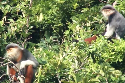 Đàn vượn đen má trắng Siki tại khu vực rừng Động Châu - khe Nước Trong (Quảng Bình).