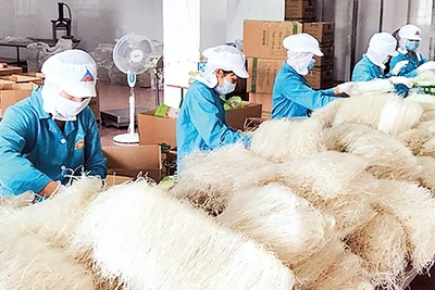 Sản xuất miến dong tại Công ty cổ phần thực phẩm Minh Dương, huyện Hoài Đức.Ảnh: TRẦN LÊ