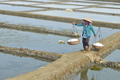 Chật vật với muối nhưng cuộc sống diêm dân Sa Huỳnh vẫn khó khăn.