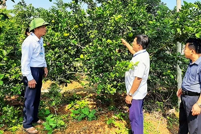 Tự nguyện viết đơn xin nghỉ trước tuổi nhưng đồng chí Lê Hữu Thống, Phó Bí thư Đảng ủy xã Thạch Tiến, huyện Thạch Hà, Hà Tĩnh (ngoài cùng bên trái) vẫn gắn bó với công việc chung.