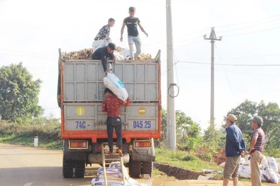 Người dân tộc thiểu số ở Hướng Hóa vận chuyển sắn tươi đến bán cho nhà máy.