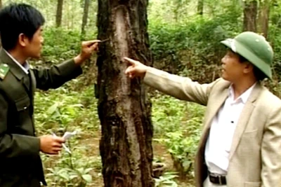 Rừng thông ở Quảng Trị bị sâu róm tấn công.