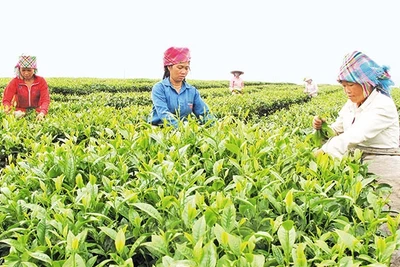 Người dân thị trấn Tân Uyên, huyện Tân Uyên (Lai Châu) thu hoạch chè. Ảnh: PHẠM GIANG