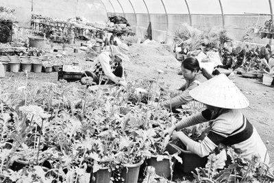 Trang trại trồng hoa, điểm đến du lịch hấp dẫn ở Măng Ðen, huyện Kon Plông (Kon Tum).