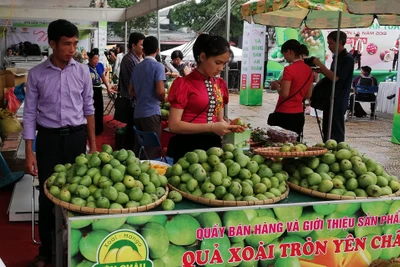 Đưa mận hậu và nông sản an toàn Sơn La về Thủ đô