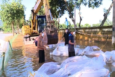 Lực lượng chức năng thu gom lợn chết trong trang trại ở huyện Yên Định đem đi tiêu hủy.