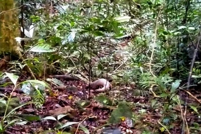 Thả cá thể tê tê quý hiếm về Vườn quốc gia Bạch Mã. (Ảnh: Kiều Tâm)