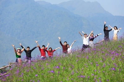 Chiêm ngưỡng hoa đỗ quyên trên đỉnh Hoàng Liên Sơn