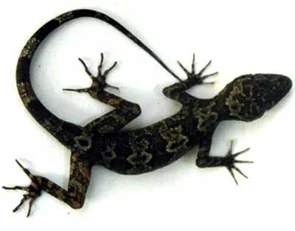 Ninh Thuận: Phát hiện loài thằn lằn mới ở Vườn Quốc gia Núi Chúa