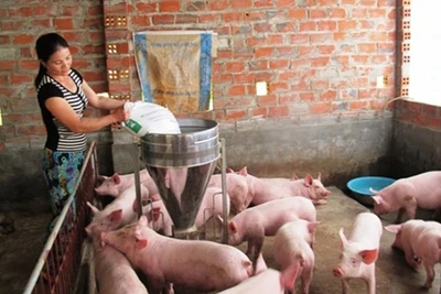 Mô hình trang trại chăn nuôi gia súc được nhân rộng trong hội viên phụ nữ Hà Tĩnh, góp phần giúp chị em thoát nghèo bền vững.