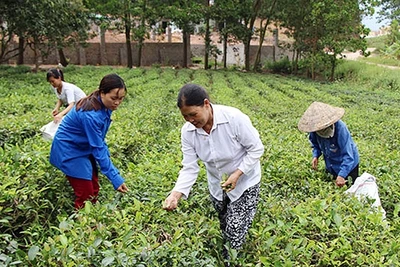 Hằng năm, UBND huyện Sơn Ðộng (Bắc Giang) hỗ trợ nhiều giống chè mới cho nông dân, giúp người dân phát triển kinh tế. Trong ảnh: Thu hoạch chè Bát Tiên tại thị trấn Thanh Sơn. Ảnh: HÀ THU