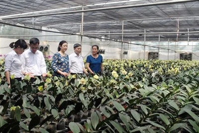 Cán bộ Hội Nông dân và Hội Phụ nữ thăm mô hình trang trại trồng hoa lan ứng dụng công nghệ cao tại xã Phú Lâm (huyện Tiên Du).