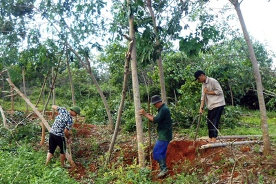Người dân xã Tây Trạch, huyện Bố Trạch (Quảng Bình) dựng gốc cao-su bị đổ sau bão số 10.