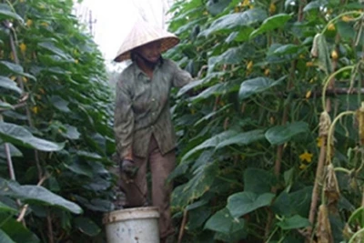 Nông dân xã Hoằng Ngọc, huyện Hoằng Hóa (Thanh Hóa) chăm sóc dưa bao tử xuất khẩu.