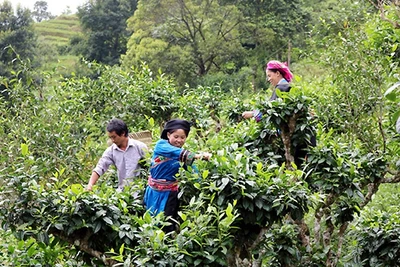 Thu hái chè shan tuyết tại bản Phìn Hồ, xã Thông Nguyên, huyện Hoàng Su Phì (Hà Giang). Ảnh: THANH THỦY