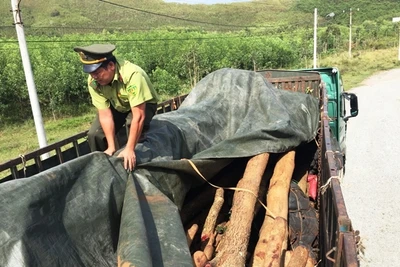 Số gỗ tang vật bị bắt giữ tại Trạm Kiểm soát lâm sản Song An (An Khê, Gia Lai).