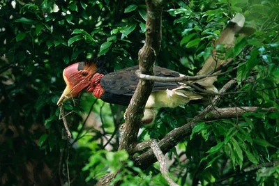Chim hồng hoàng có phân bố hẹp.