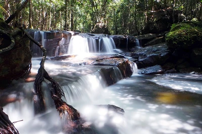 Dưới tán rừng Phú Quốc