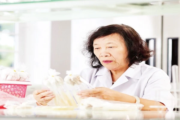 Phó Giáo sư, Tiến sĩ Nguyễn Thị Chính nghiên cứu về các loại nấm ăn, nấm dược liệu.